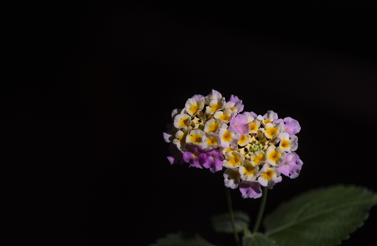 闪光灯下的五彩梅