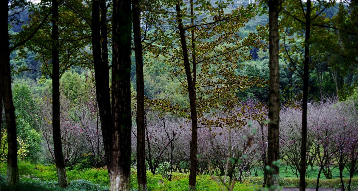 深秋的园林景观（太苦玛标头）