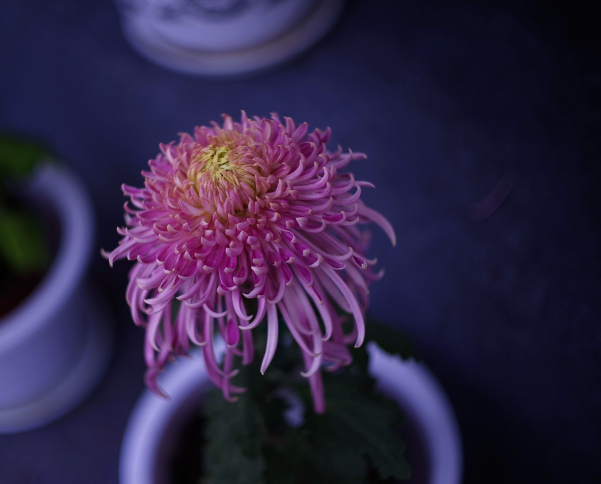 深秋的园林景观（太苦玛标头）