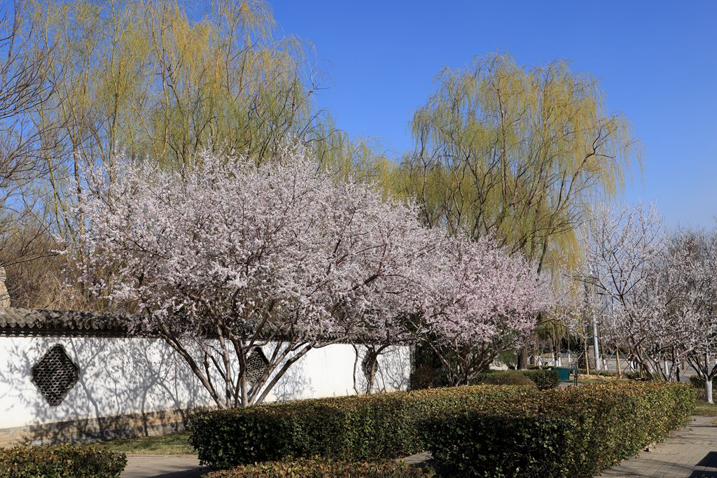 春风吹绿柳树梢