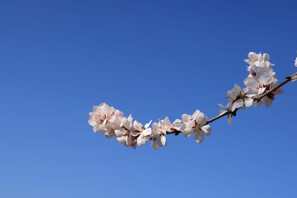 春风吹绿柳树梢