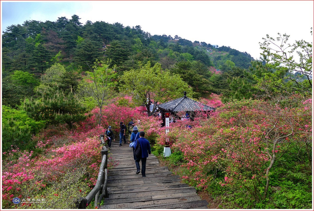 2021年龟峰山花期图片