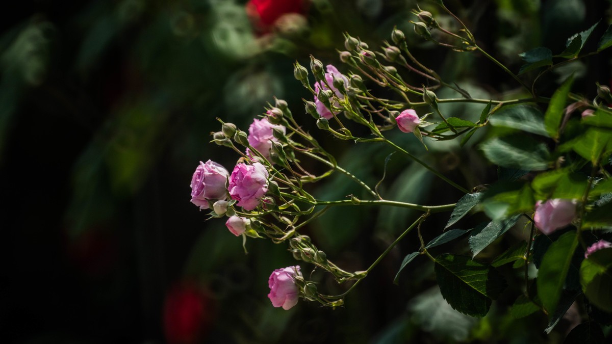 五 月 的 蔷 薇  ( 二 ）