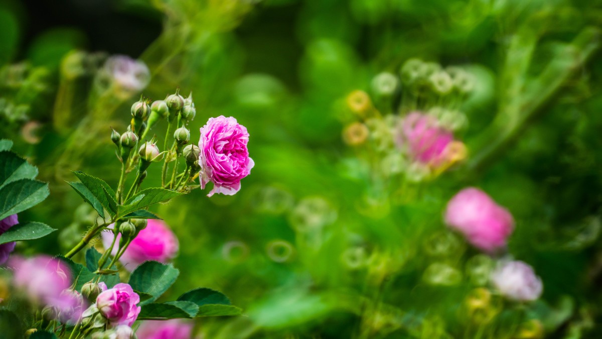 五 月 的 蔷 薇  ( 二 ）