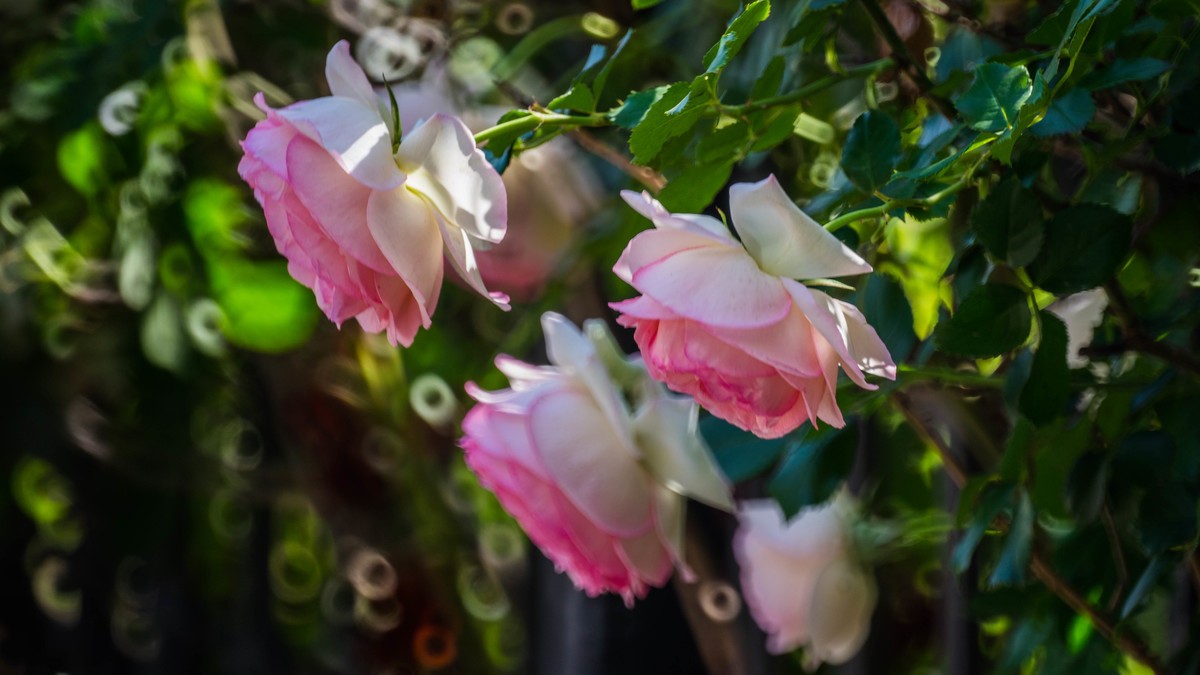 五 月 的 蔷 薇  ( 二 ）