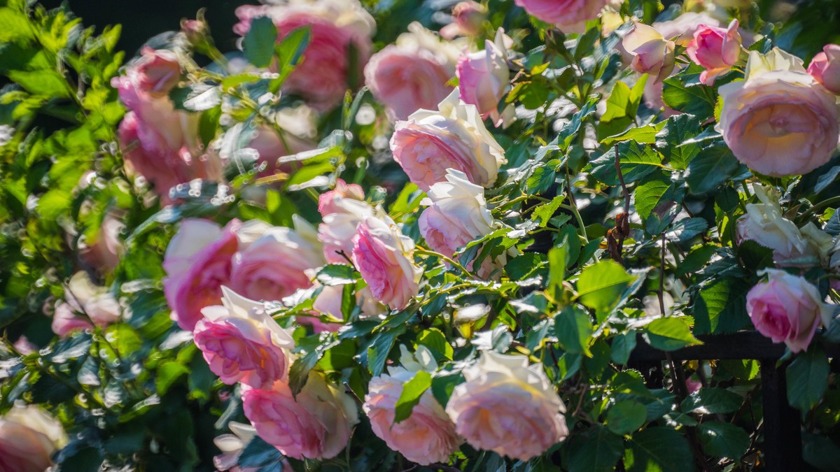 五 月 的 蔷 薇  ( 二 ）