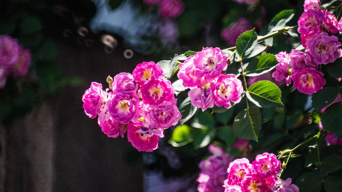 五 月 的 蔷 薇  ( 二 ）