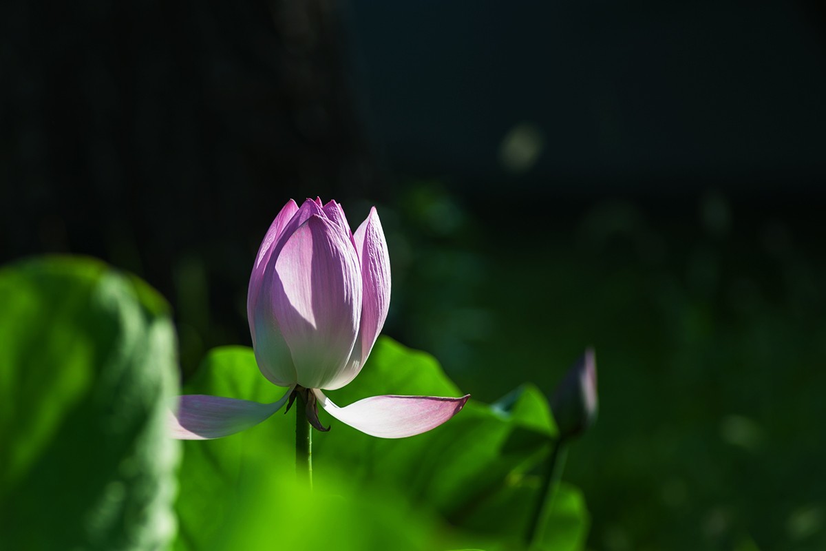 炎炎夏日下的荷花