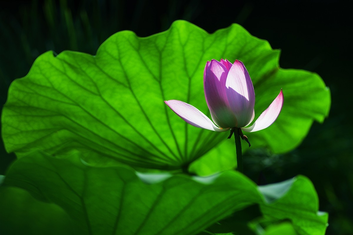 炎炎夏日下的荷花