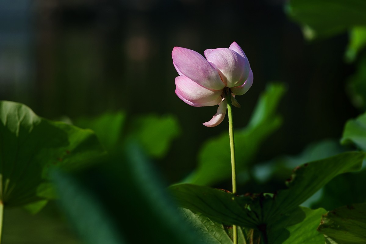 炎炎夏日下的荷花