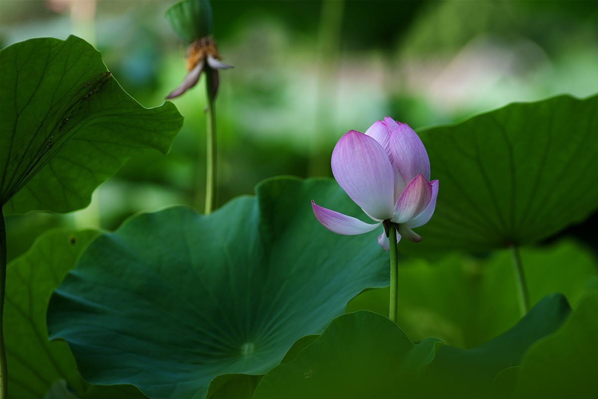 炎炎夏日下的荷花