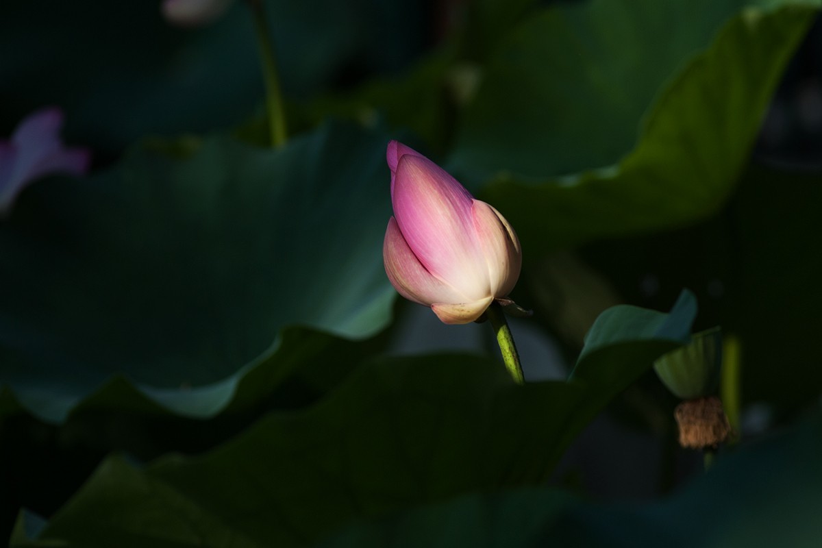 炎炎夏日下的荷花