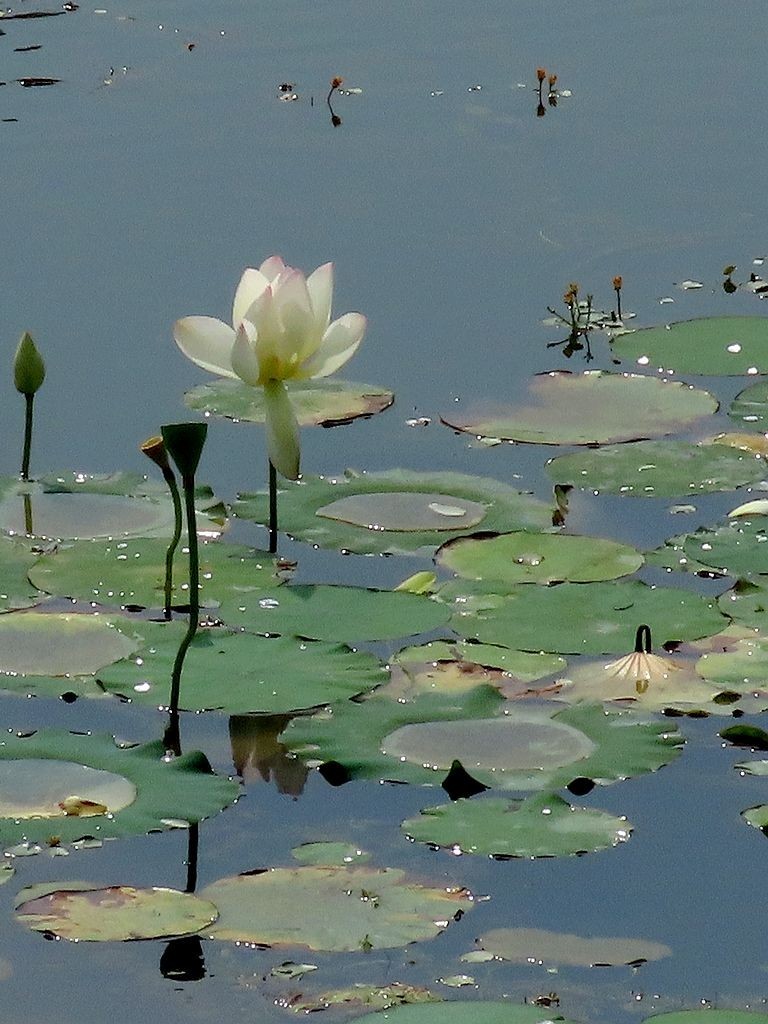 伏天荷花=11