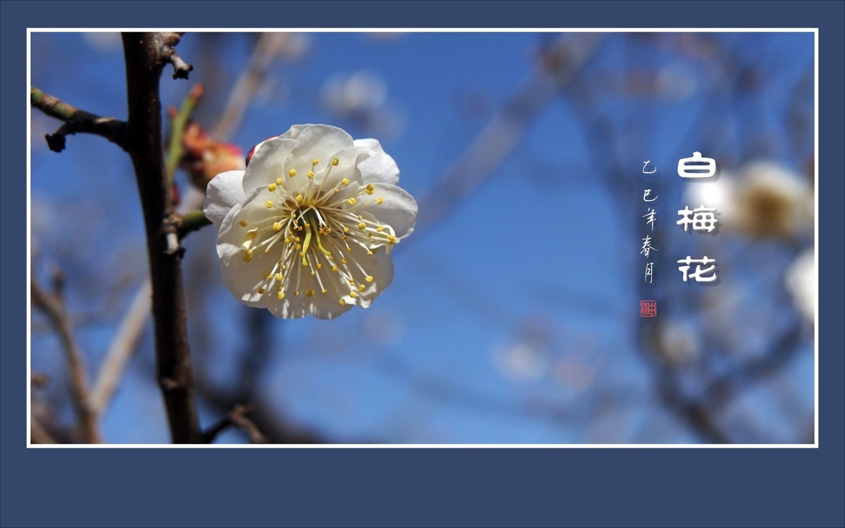 洁白圣洁的白梅花