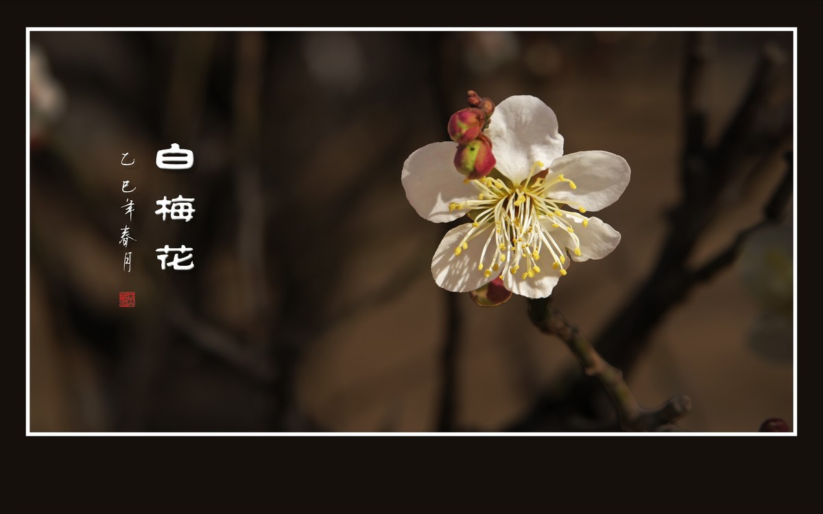 洁白圣洁的白梅花