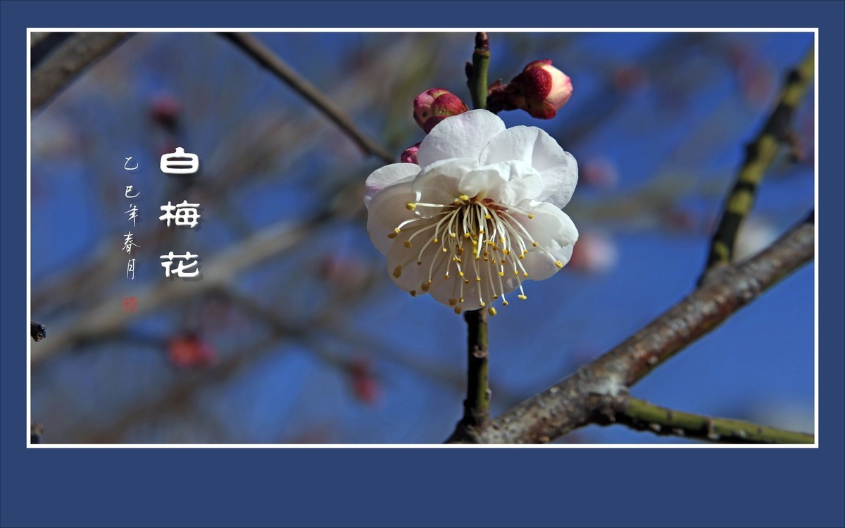 洁白圣洁的白梅花