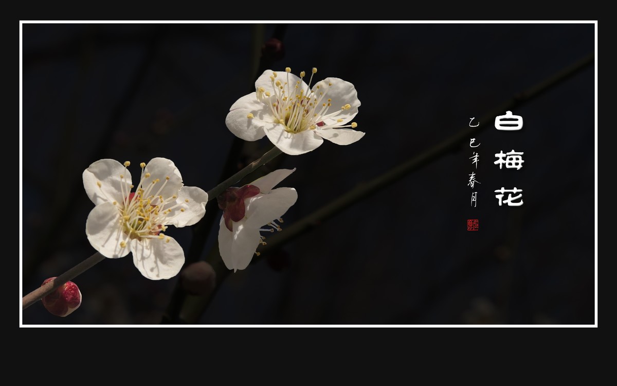 洁白圣洁的白梅花