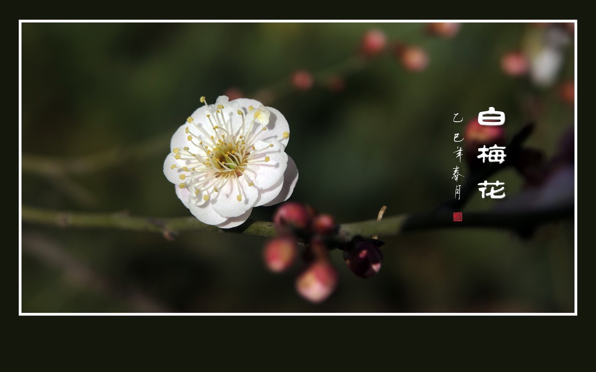 洁白圣洁的白梅花