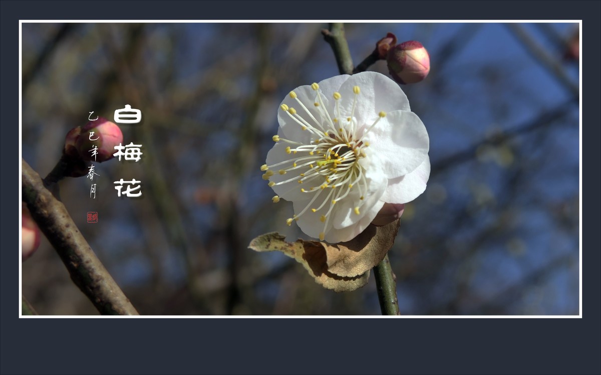 洁白圣洁的白梅花