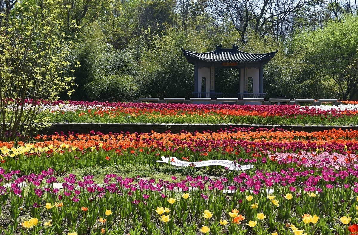植物园郁金香
