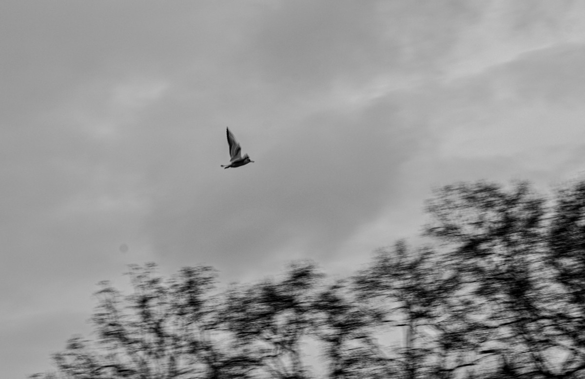 巴黎之”自由行“摄