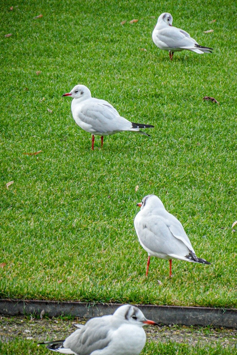 巴黎之”自由行“摄