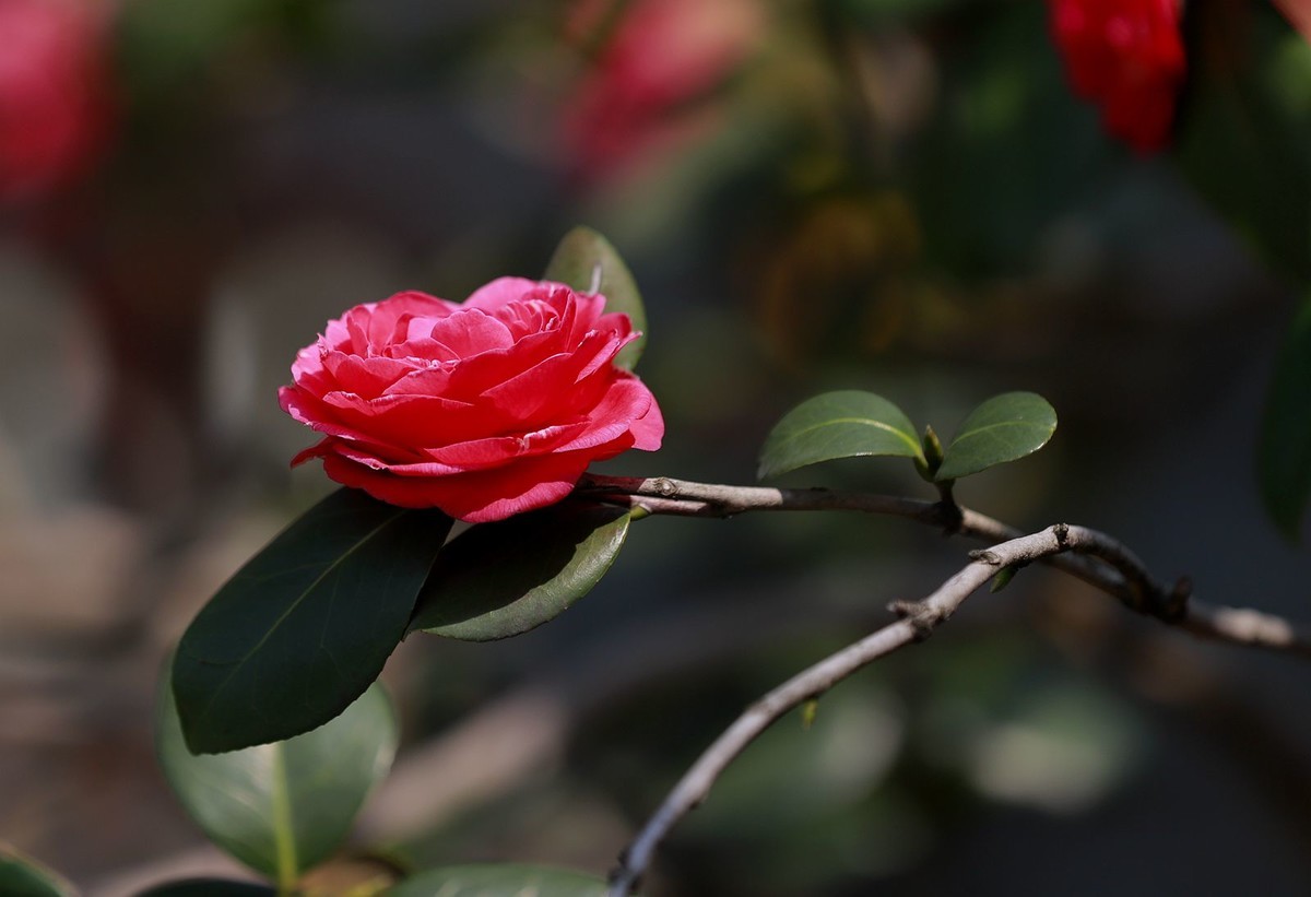 茶花 (3)
