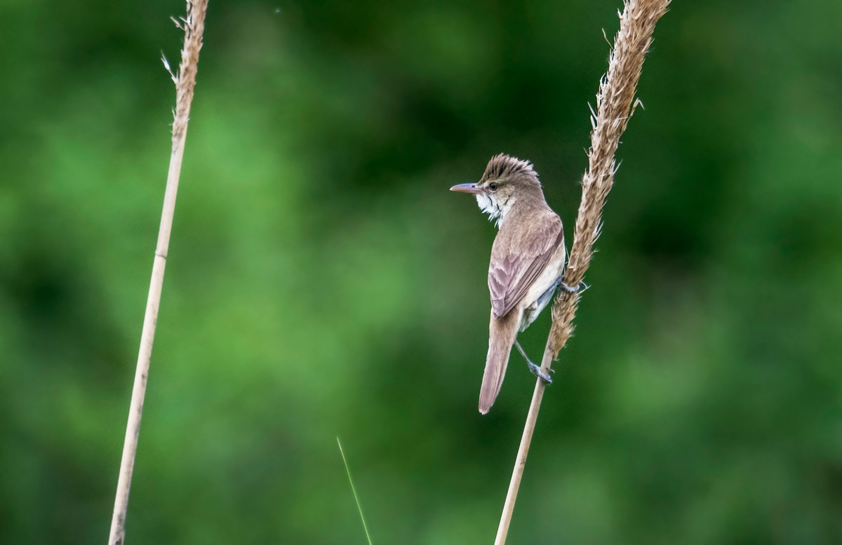 爱唱歌的大苇莺（六）
