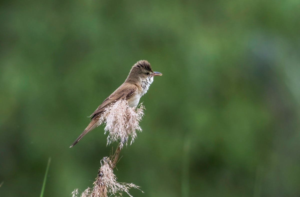 爱唱歌的大苇莺（六）