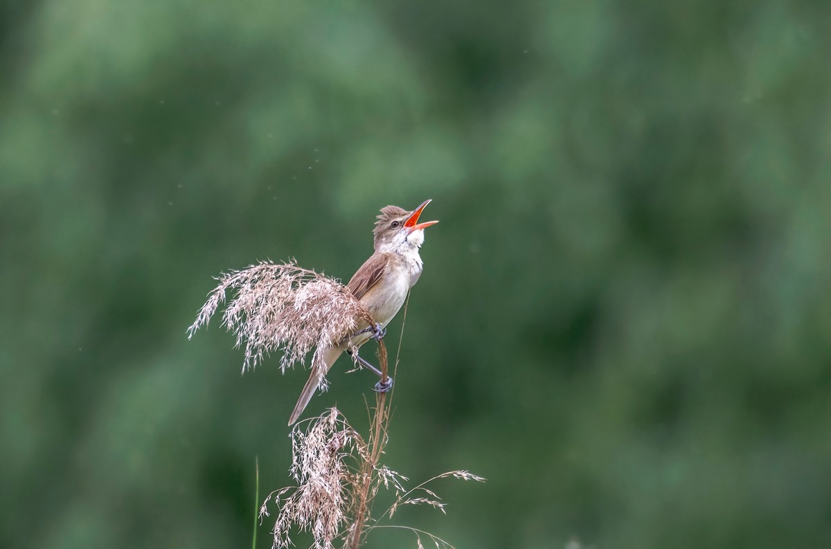 爱唱歌的大苇莺（六）