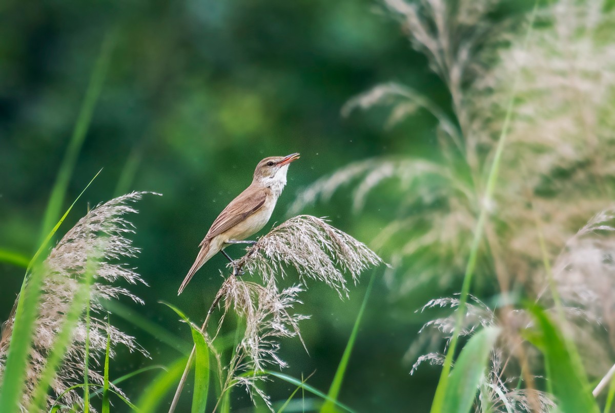 爱唱歌的大苇莺（六）