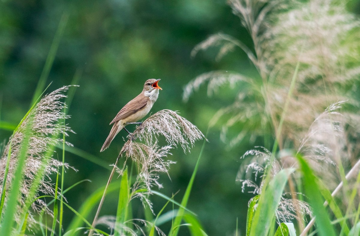 爱唱歌的大苇莺（六）