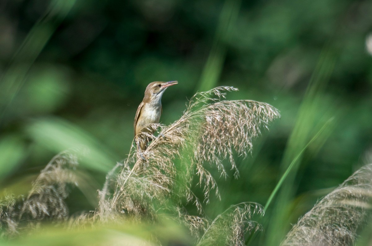 爱唱歌的大苇莺（六）