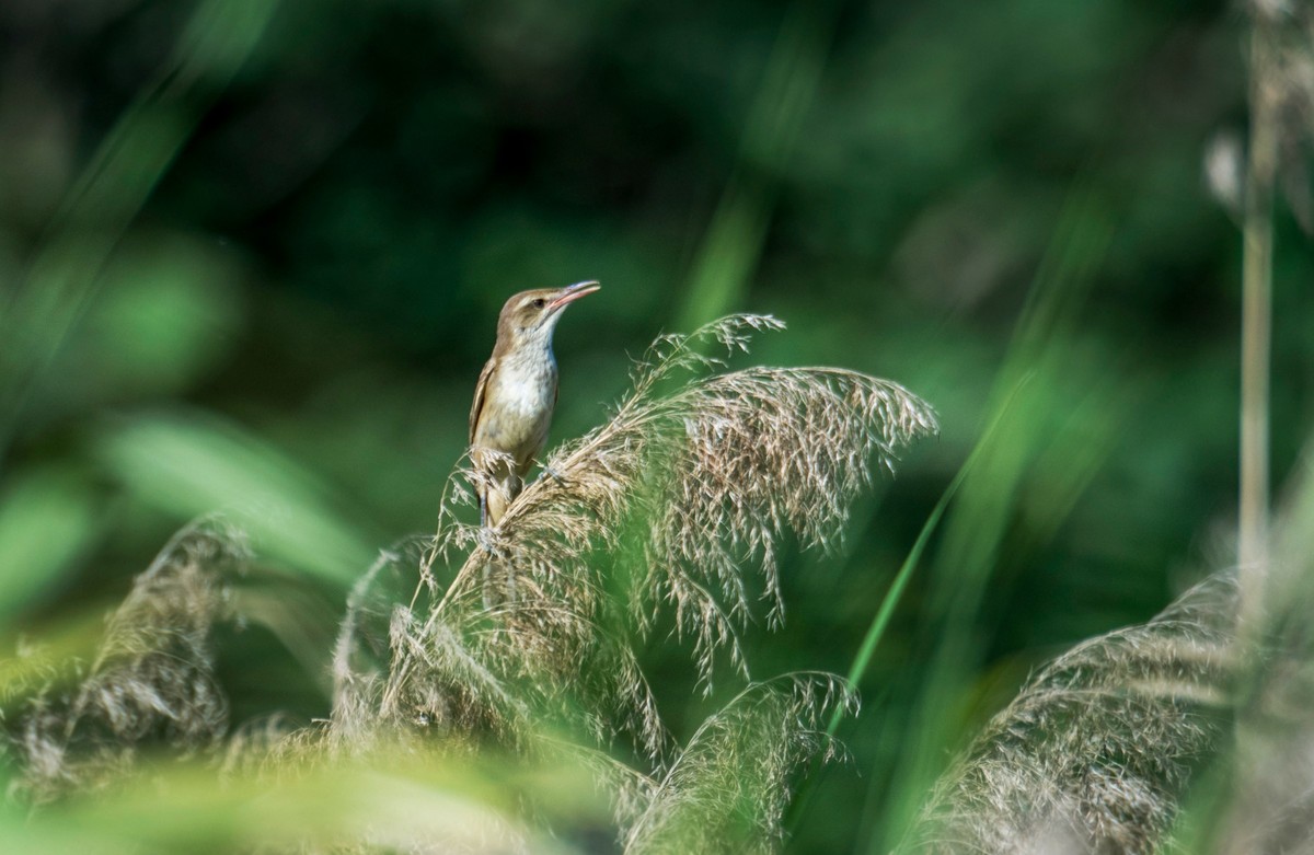 爱唱歌的大苇莺（六）
