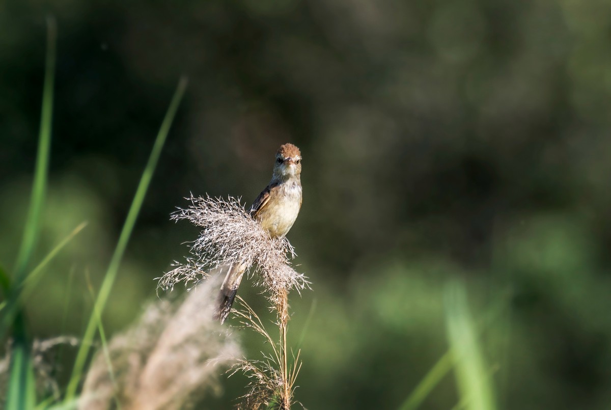 爱唱歌的大苇莺（六）