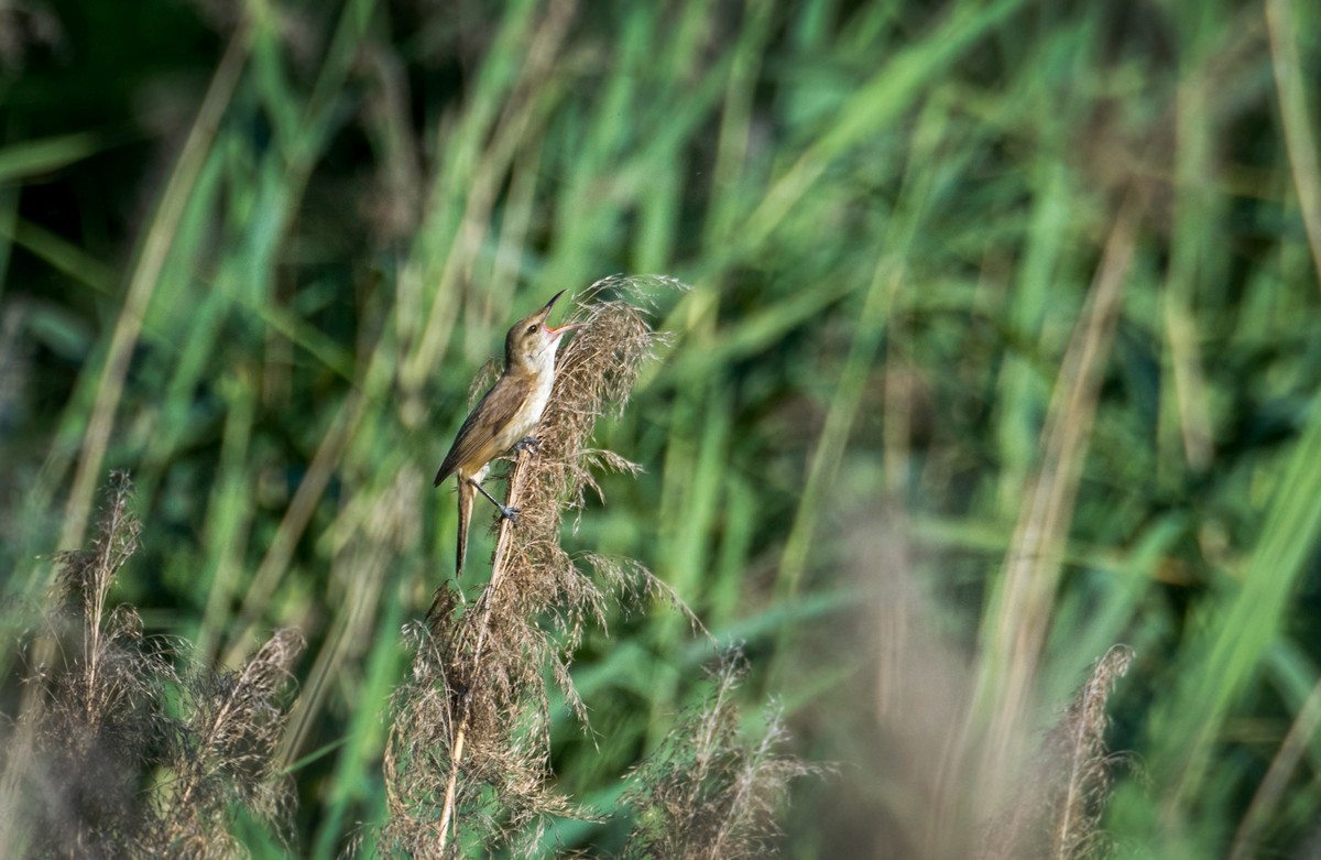 爱唱歌的大苇莺（六）
