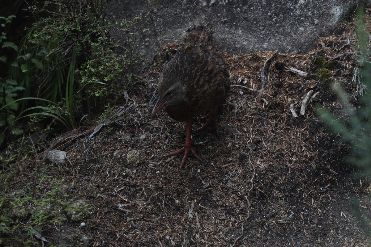 塔斯曼国家公园游拍（四）