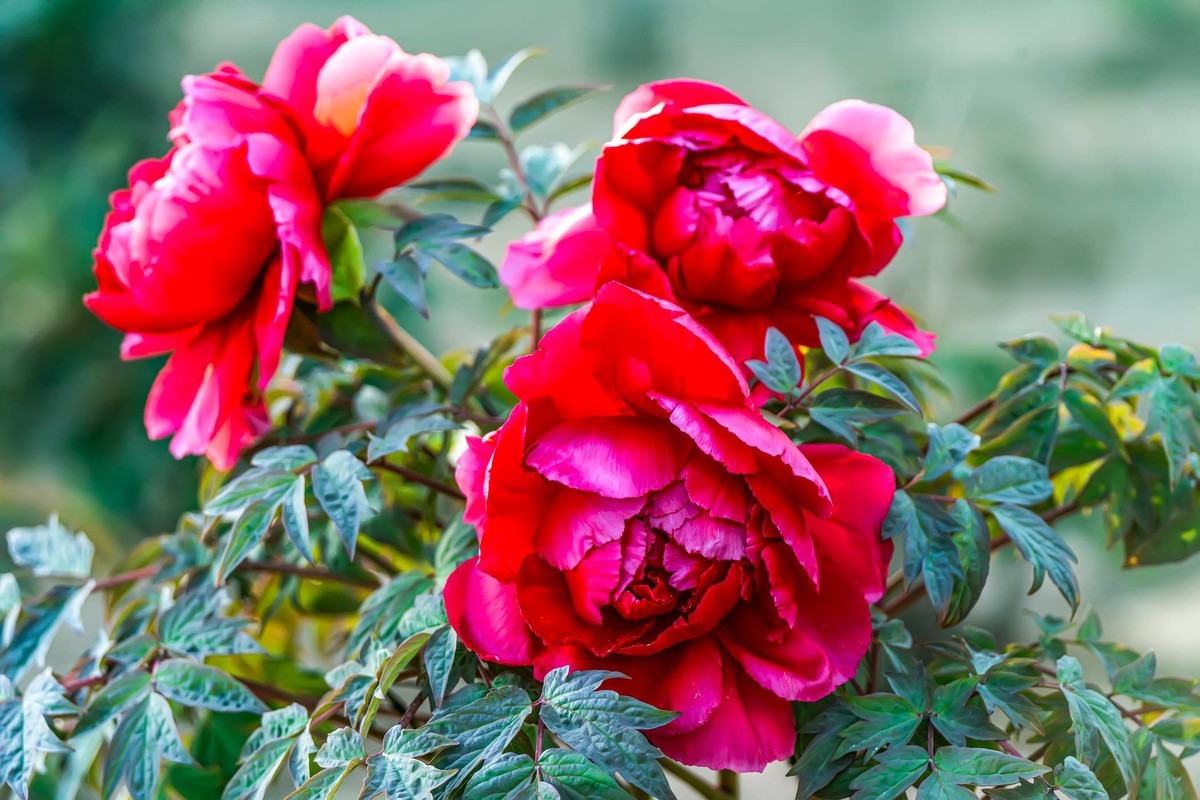 唯有牡丹真国色