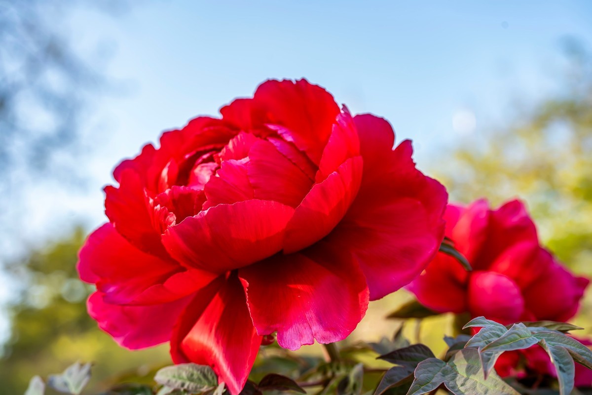 唯有牡丹真国色