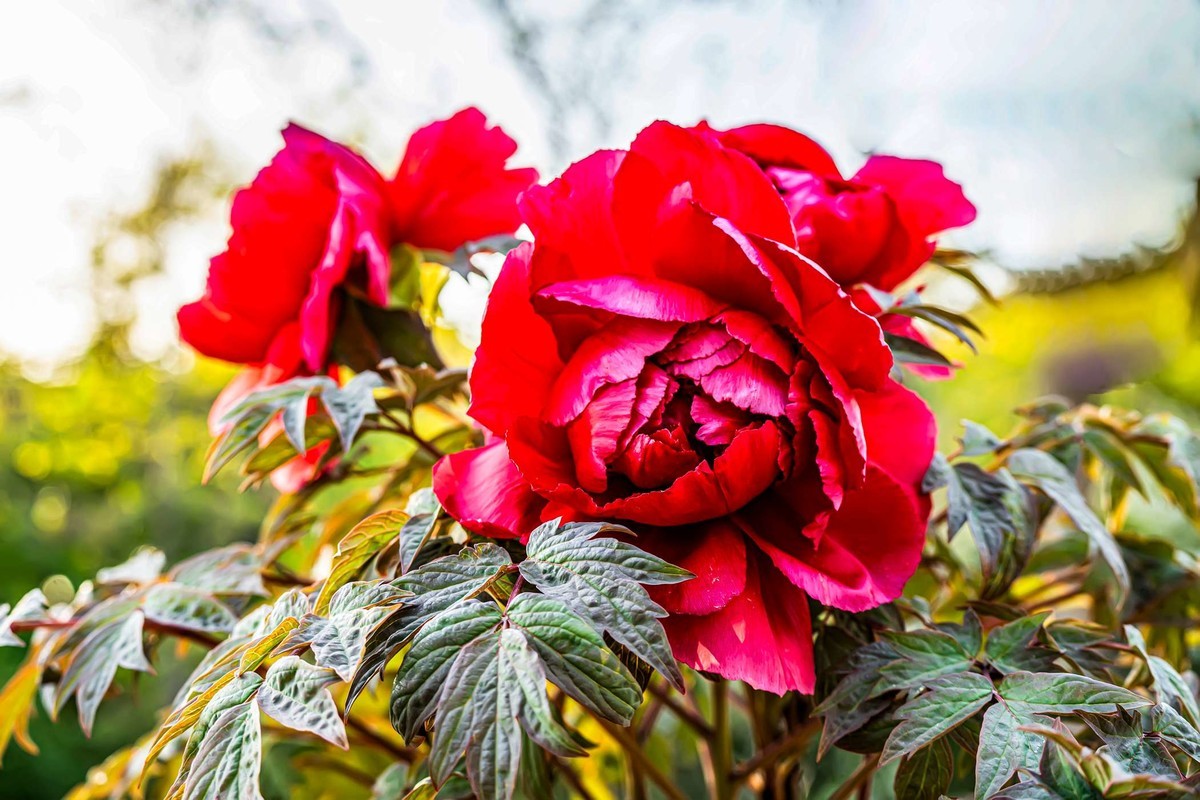 唯有牡丹真国色