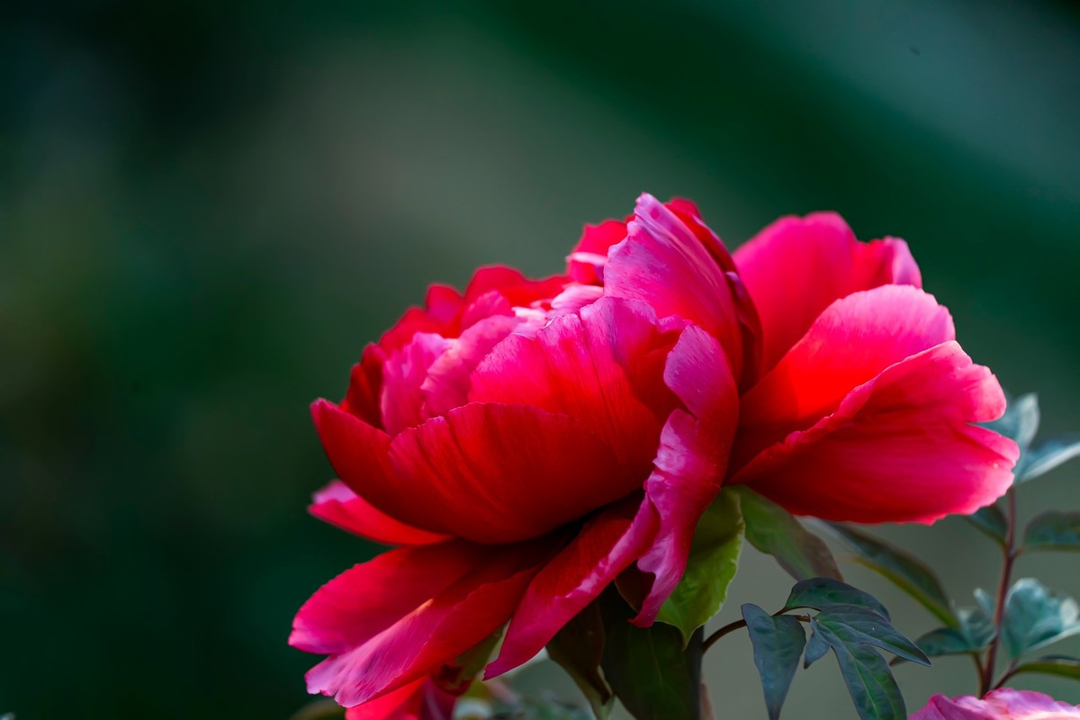 唯有牡丹真国色