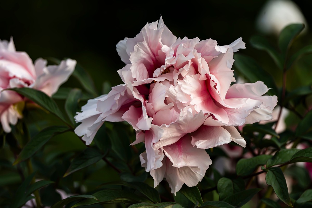 唯有牡丹真国色