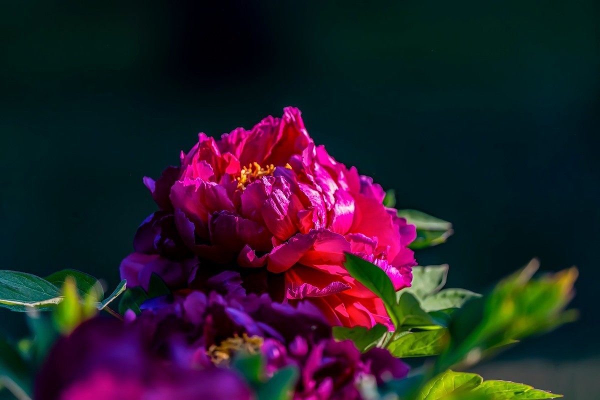 唯有牡丹真国色