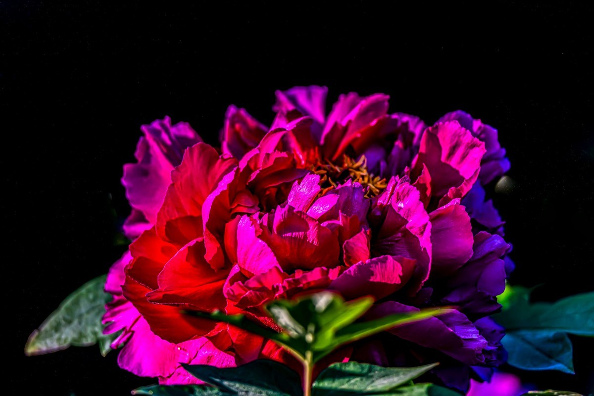 唯有牡丹真国色