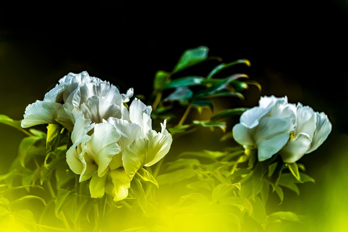 唯有牡丹真国色