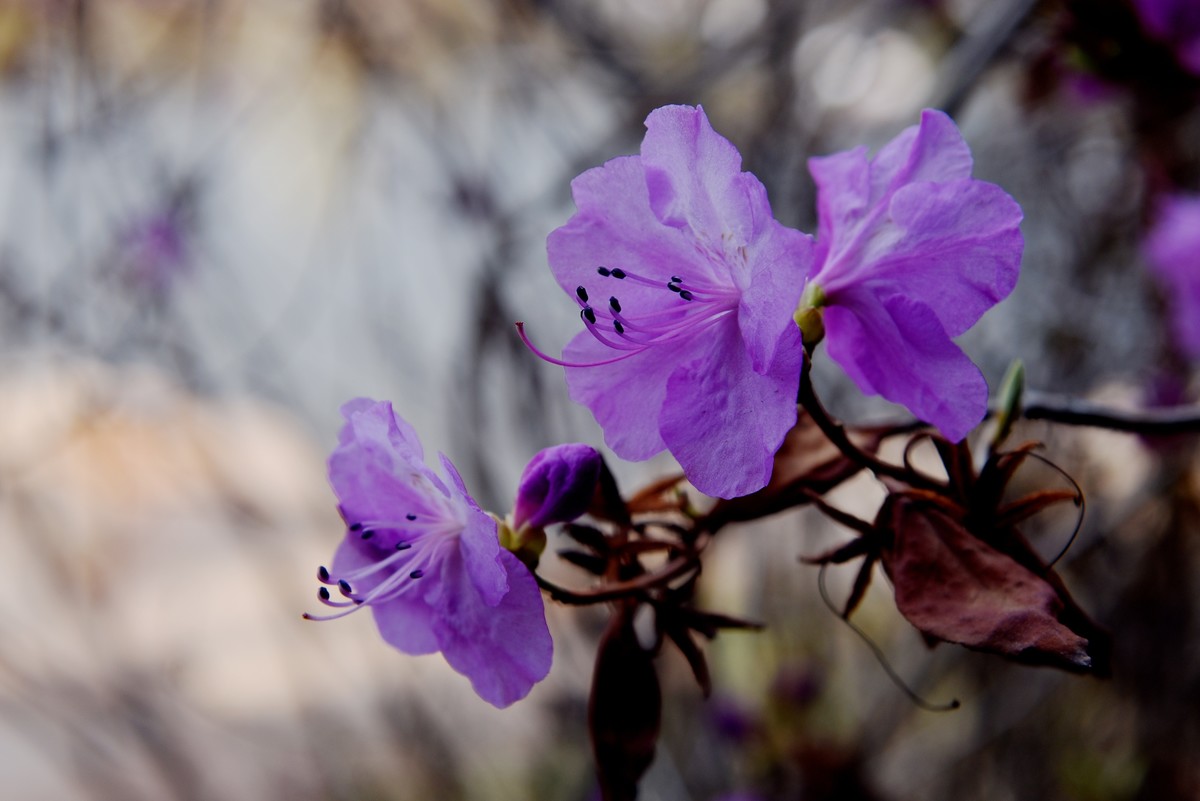 2025之春（十二）－ 杜鹃花（1）