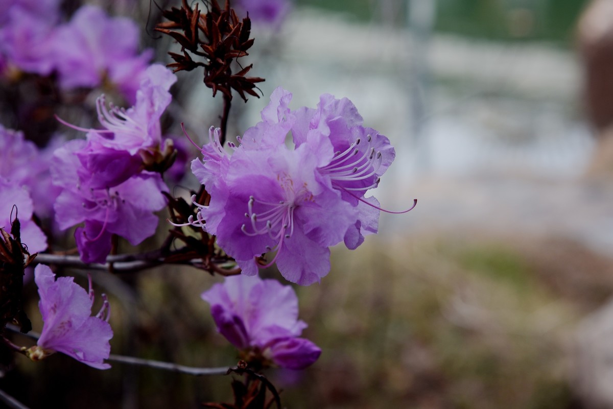 2025之春（十二）－ 杜鹃花（1）