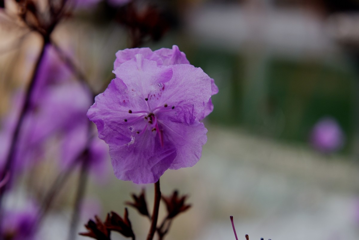 2025之春（十二）－ 杜鹃花（1）