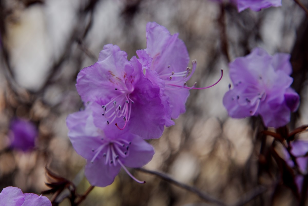 2025之春（十二）－ 杜鹃花（1）