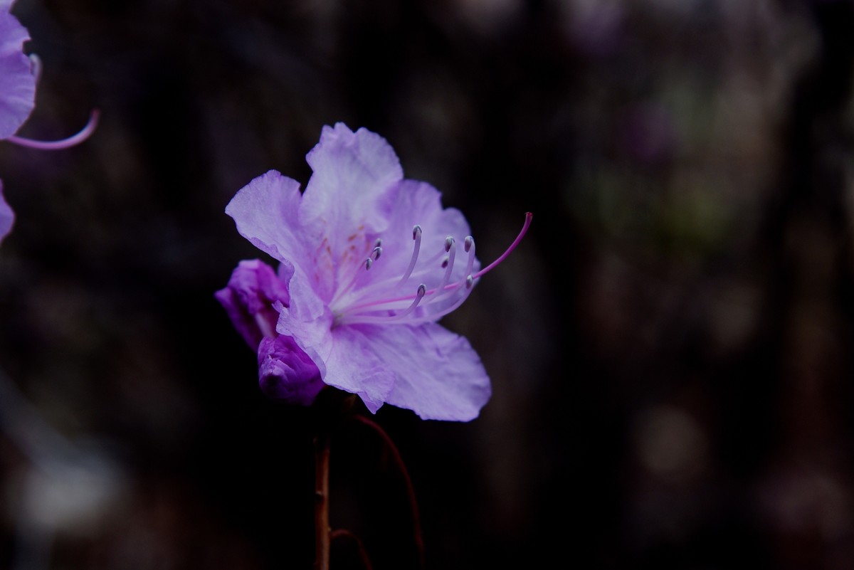 2025之春（十二）－ 杜鹃花（1）